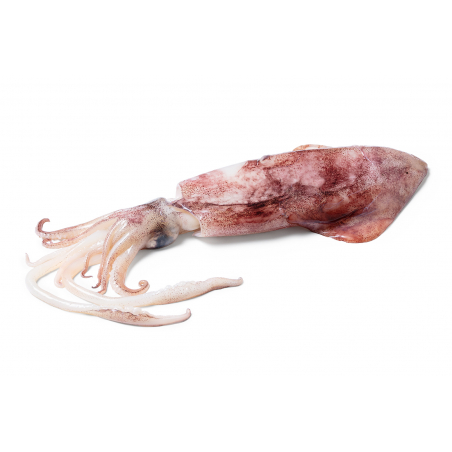 Calamar pequeño seleccionado (370–400 g) | Tierno, fácil de cocinar y calidad premium
