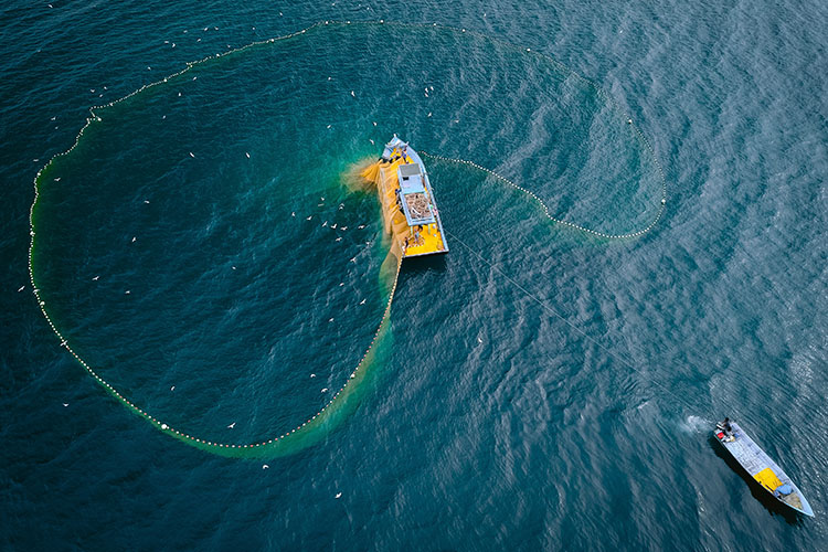 pesca sostenible