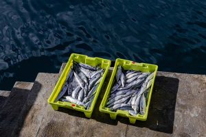 certificaciones en la pesca sostenible